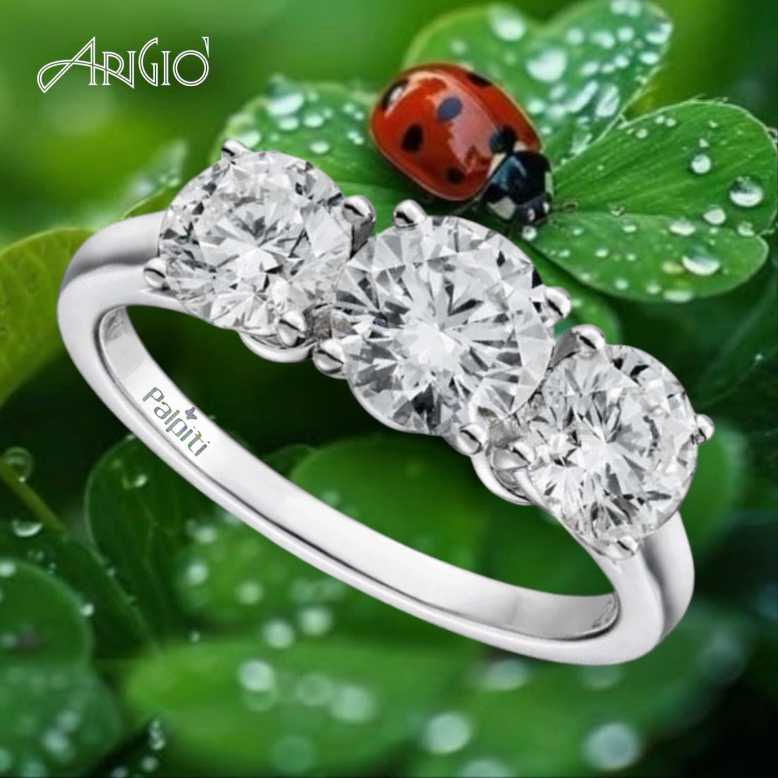Anello Trilogy: "Try Class"